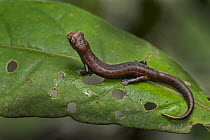 Mushroomtongue Salamander (Bolitoglossa sp), Putumayo, Colombia