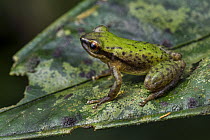 Canelos Robber Frog (Pristimantis acuminatus), Putumayo, Colombia