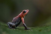 Santander Poison Frog (Andinobates virolinensis), Santander, Colombia