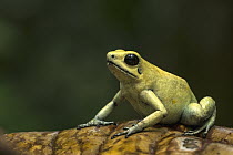 Golden Poison Dart Frog (Phyllobates terribilis), Timbiqui, Colombia
