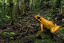 Golden Poison Dart Frog (Phyllobates terribilis) in rainforest, Timbiqui, Colombia
