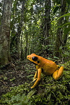 Golden Poison Dart Frog (Phyllobates terribilis) in rainforest, Timbiqui, Colombia