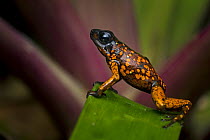 Splendid Poison Dart Frog (Dendrobates sylvaticus), Timbiqui, Colombia