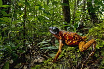 Splendid Poison Dart Frog (Dendrobates sylvaticus) in rainforest, Timbiqui, Colombia