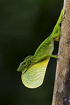 Boulenger's Green Anole (Anolis chloris) male displaying, Tatama National Park, Colombia