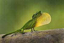 Boulenger's Green Anole (Anolis chloris) male displaying, Tatama National Park, Colombia