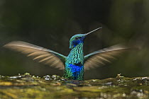 Sparkling Violet-ear (Colibri coruscans) hummingbird bathing, Bogota, Colombia