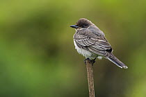 Eastern Kingbird (Tyrannus tyrannus) juvenile, Bogota, Colombia