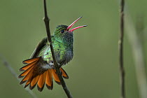 Rufous-tailed Hummingbird (Amazilia tzacatl) calling, Tatama National Park, Colombia