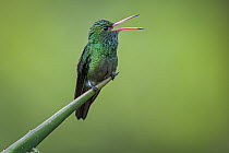 Rufous-tailed Hummingbird (Amazilia tzacatl) calling, Tatama National Park, Colombia