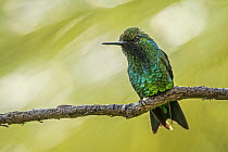 Western Emerald (Chlorostilbon melanorhynchus) hummingbird, Tatama National Park, Colombia