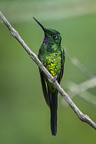 Empress Brilliant (Heliodoxa imperatrix) hummingbird, Rio Claro Nature Reserve, Colombia