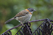 Rufous-collared Sparrow (Zonotrichia capensis), Tatama National Park, Colombia