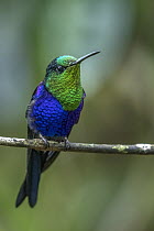 Violet-crowned Woodnymph (Thalurania colombica) hummingbird, Tatama National Park, Colombia