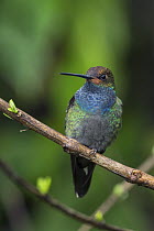 White-tailed Hillstar (Urochroa bougueri) hummingbird, Tatama National Park, Colombia