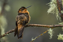 Shining Sunbeam (Aglaeactis cupripennis) hummingbird, Los Nevados National Natural Park, Colombia
