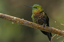 Golden-breasted Puffleg (Eriocnemis mosquera) hummingbird, Los Nevados National Natural Park, Colombia