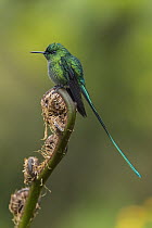 Long-tailed Sylph (Aglaiocercus kingi) hummingbird, Rio Blanco Nature Reserve, Colombia