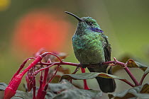 Green Violet-ear (Colibri thalassinus) hummingbird, Rio Blanco Nature Reserve, Colombia