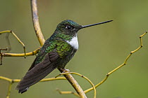Collared Inca (Coeligena torquata) hummingbird, Rio Blanco Nature Reserve, Colombia
