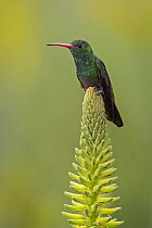 Rufous-tailed Hummingbird (Amazilia tzacatl), Valle del Cauca, Colombia