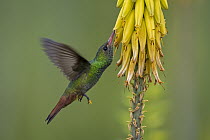 Rufous-tailed Hummingbird (Amazilia tzacatl) feeding on flower nectar, Valle del Cauca, Colombia
