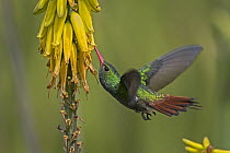 Rufous-tailed Hummingbird (Amazilia tzacatl) feeding on flower nectar, Valle del Cauca, Colombia