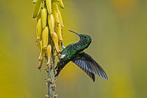 Steely-vented Hummingbird (Amazilia saucerrottei) feeding on flower nectar, Valle del Cauca, Colombia