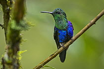 Violet-crowned Woodnymph (Thalurania colombica) hummingbird, Valle del Cauca, Colombia