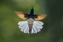 White-necked Jacobin (Florisuga mellivora) hummingbird flying, Pereira, Colombia