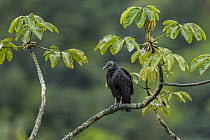 American Black Vulture (Coragyps atratus), Selva de Ventanas Natural Reserve, Colombia