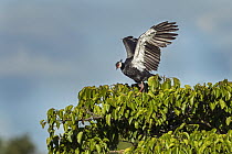 Northern Screamer (Chauna chavaria) taking flight, Rio Claro Nature Reserve, Colombia