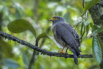 Roadside Hawk (Buteo magnirostris), Santa Maria, Colombia