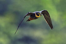 Bat Falcon (Falco rufigularis) flying, Rio Claro Nature Reserve, Colombia