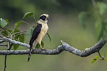Laughing Falcon (Herpetotheres cachinnans), Rio Claro Nature Reserve, Colombia