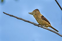 Barred Puffbird (Nystalus radiatus), Rio Claro Nature Reserve, Colombia