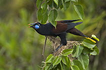 Black Oropendola (Gymnostinops guatimozinus) calling, Rio Claro Nature Reserve, Colombia