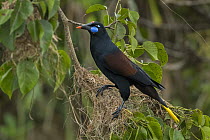 Black Oropendola (Gymnostinops guatimozinus), Rio Claro Nature Reserve, Colombia
