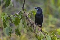 Black Oropendola (Gymnostinops guatimozinus) collecting nest material, Rio Claro Nature Reserve, Colombia
