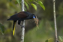 Black Oropendola (Gymnostinops guatimozinus) carrying nesting material, Rio Claro Nature Reserve, Colombia