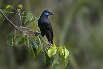 Black Oropendola (Gymnostinops guatimozinus), Rio Claro Nature Reserve, Colombia