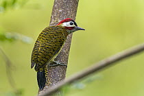 Spot-breasted Woodpecker (Colaptes punctigula), Rio Claro Nature Reserve, Colombia