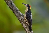 Beautiful Woodpecker (Melanerpes pulcher), Rio Claro Nature Reserve, Colombia