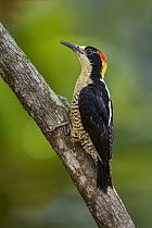 Beautiful Woodpecker (Melanerpes pulcher), Rio Claro Nature Reserve, Colombia