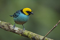 Saffron-crowned Tanager (Tangara xanthocephala), Valle del Cauca, Colombia
