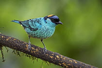 Golden-naped Tanager (Tangara ruficervix), Valle del Cauca, Colombia