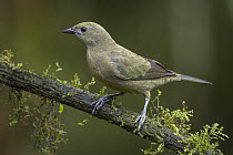 Palm Tanager (Thraupis palmarum), Valle del Cauca, Colombia