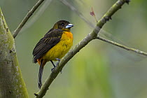 Flame-rumped Tanager (Ramphocelus flammigerus), Rio Claro Nature Reserve, Colombia