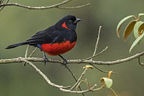 Scarlet-bellied Mountain-Tanager (Anisognathus igniventris), Los Nevados National Natural Park, Colombia