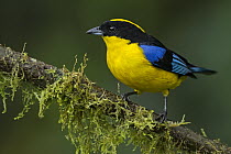 Blue-winged Mountain-Tanager (Anisognathus somptuosus), Rio Blanco Nature Reserve, Colombia